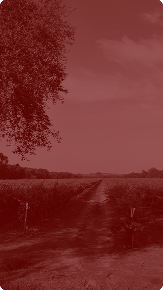 banner ao redor do mundo desktop