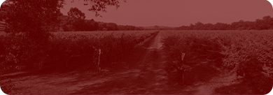 banner ao redor do mundo mobile